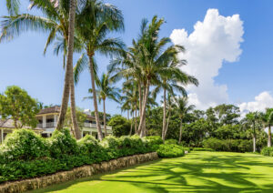 Landscape Photograph, Winkelried Palm Trees by Owen McGoldrick, omphoto