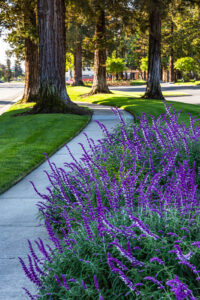 Landscape Photograph, Skyport Trees and Purple Flowers by Owen McGoldrick, omphoto