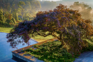 Landscape Photograph, Plumb Maple Tree by Owen McGoldrick, omphoto